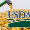 Dự Báo Về Vụ Thu Hoạch Ngô Và Xuất Khẩu Từ Ukraine Trong Năm Tài Chính 2024/25 Giảm Nửa Triệu Tấn – Báo Cáo Của Usda