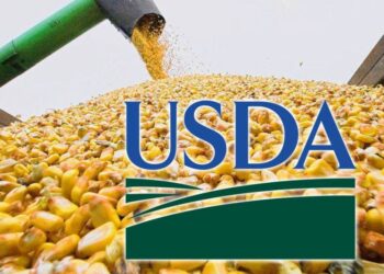 Dự Báo Về Vụ Thu Hoạch Ngô Và Xuất Khẩu Từ Ukraine Trong Năm Tài Chính 2024/25 Giảm Nửa Triệu Tấn – Báo Cáo Của Usda