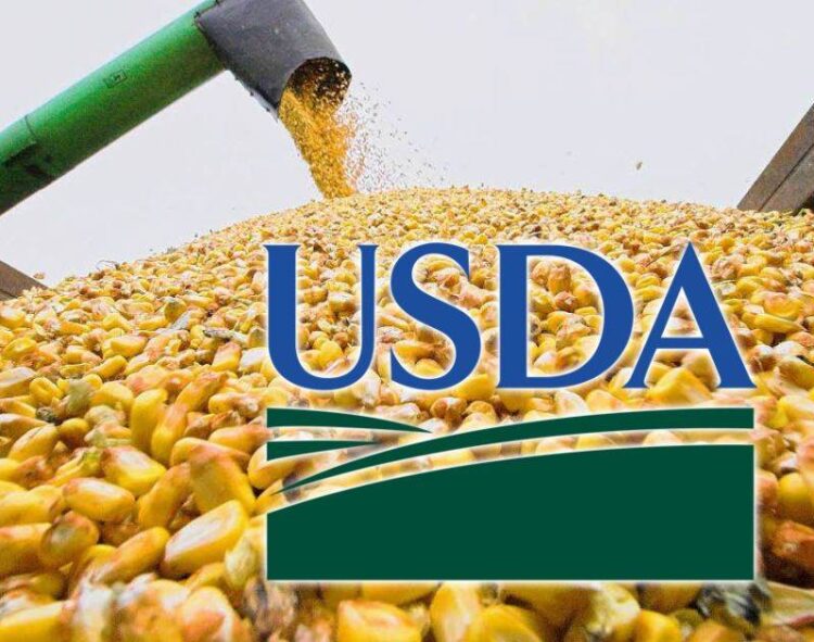 Dự Báo Về Vụ Thu Hoạch Ngô Và Xuất Khẩu Từ Ukraine Trong Năm Tài Chính 2024/25 Giảm Nửa Triệu Tấn – Báo Cáo Của Usda