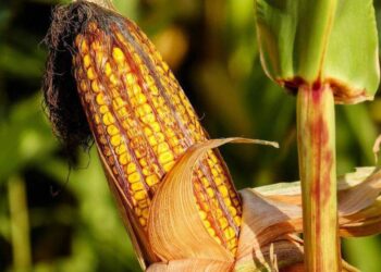 Dự Báo Thu Hoạch Của Eu Tiếp Tục Xấu Đi