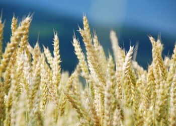 Vụ Thu Hoạch Lúa Mì Sớm Bắt Đầu Ở Parana, Brazil