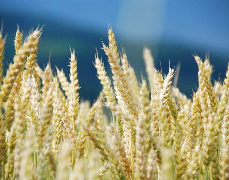 Vụ Thu Hoạch Lúa Mì Sớm Bắt Đầu Ở Parana, Brazil