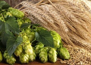 Úc: Xuất Khẩu Lúa Mạch Tháng 6 Tăng Vọt Lên 725.085 Tấn, Lúa Miến Giảm