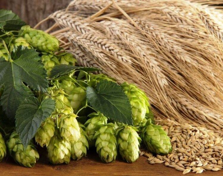 Úc: Xuất Khẩu Lúa Mạch Tháng 6 Tăng Vọt Lên 725.085 Tấn, Lúa Miến Giảm