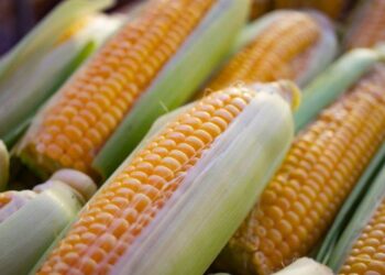 Thị Trường Ngô Quốc Tế Sẽ Chú Ý Nhiều Hơn Đến Lúa Mì Trong Vài Tuần Tới