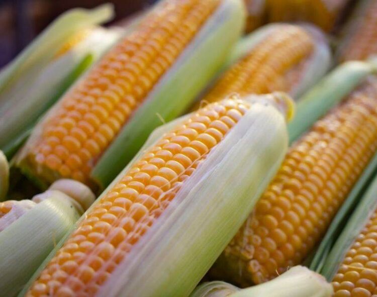 Thị Trường Ngô Quốc Tế Sẽ Chú Ý Nhiều Hơn Đến Lúa Mì Trong Vài Tuần Tới