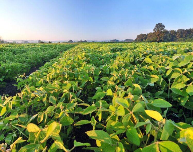 Usda Dự Kiến Sẽ Tăng Ước Tính Về Sản Lượng Và Trữ Lượng Đậu Nành Của Hoa Kỳ Trong Năm 2024/25