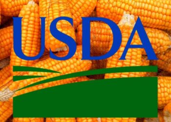 Dự Báo Sản Lượng Ngô Toàn Cầu Giảm – USDA FAS