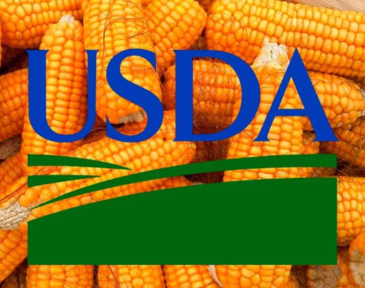 Dự Báo Sản Lượng Ngô Toàn Cầu Giảm – USDA FAS