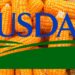 Dự Báo Sản Lượng Ngô Toàn Cầu Giảm – USDA FAS