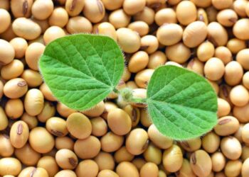 Nguồn Cung Đậu Nành Thế Giới Đạt Mức Cao Kỷ Lục