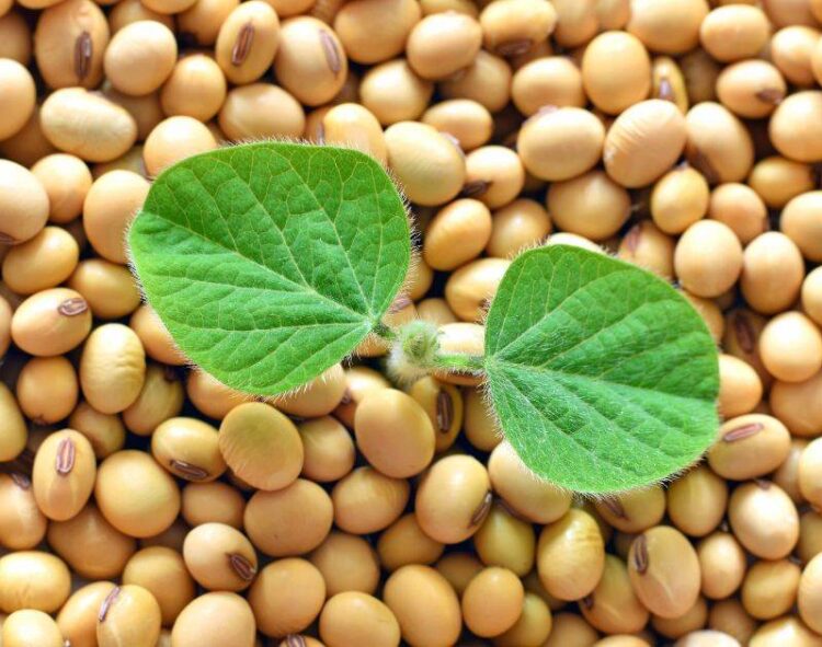 Nguồn Cung Đậu Nành Thế Giới Đạt Mức Cao Kỷ Lục