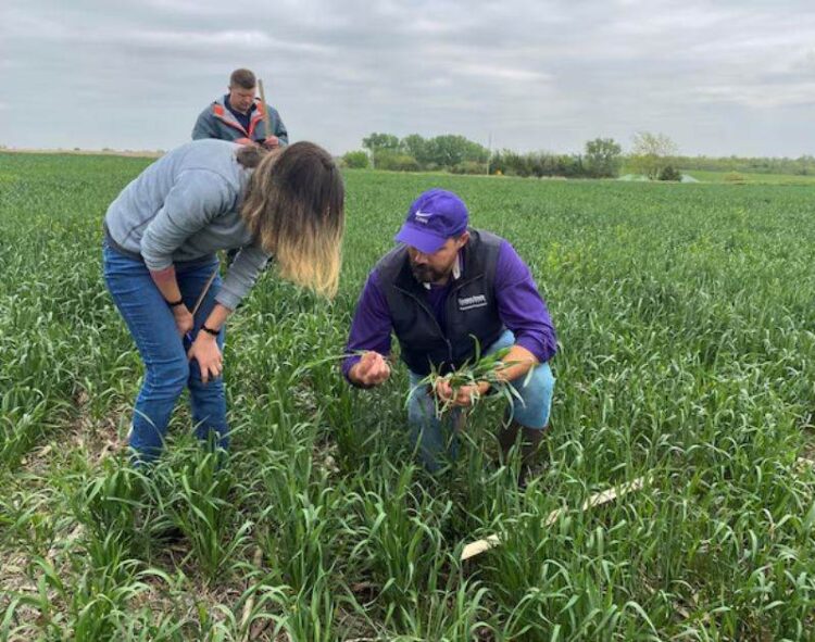 Năng Suất Ngô, Đậu Nành Khổng Lồ Của Hoa Kỳ Sẽ Được Thử Nghiệm Bằng Chuyến Tham Quan Vụ Mùa Hàng Năm