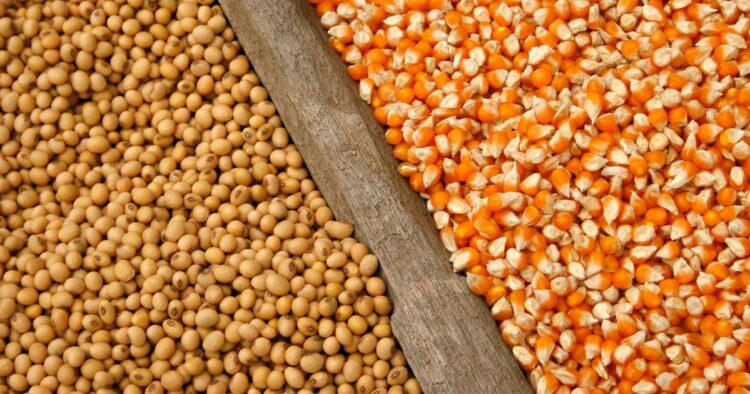 Nông Dân Bán Hàng Ở Brazil Chậm Hơn Mức Trung Bình