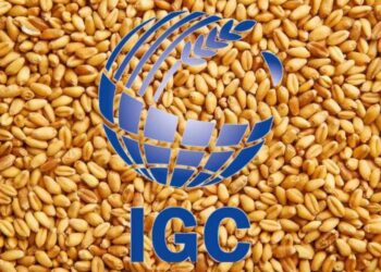 Igc Nâng Dự Báo Sản Lượng Ngô Toàn Cầu, Cắt Giảm Vụ Lúa Mì