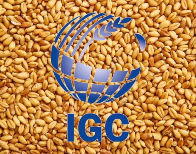 Igc Nâng Dự Báo Sản Lượng Ngô Toàn Cầu, Cắt Giảm Vụ Lúa Mì