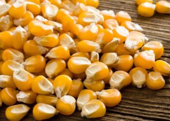 Thị Trường Brazil Chậm Lại Với Giá Ngô Tại Các Cảng Thấp Hơn