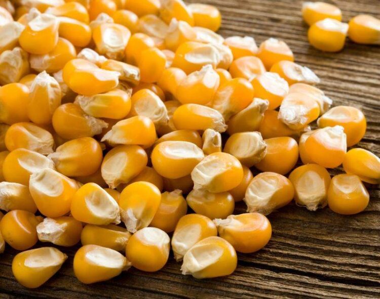 Thị Trường Brazil Chậm Lại Với Giá Ngô Tại Các Cảng Thấp Hơn