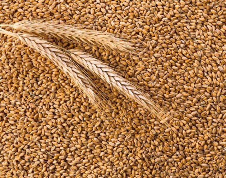 Mưa Mùa Hè Làm Giảm Mạnh Mùa Màng Lúa Mì, Cải Dầu Của Đức – Hợp Tác Xã Nông Nghiệp