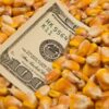 Tất Cả Các Nhà Xuất Khẩu Ngô Lớn Đều Thấy Giá Thầu Tăng – Usda Fas