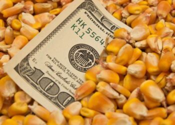 Tất Cả Các Nhà Xuất Khẩu Ngô Lớn Đều Thấy Giá Thầu Tăng – Usda Fas