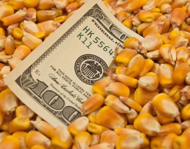 Tất Cả Các Nhà Xuất Khẩu Ngô Lớn Đều Thấy Giá Thầu Tăng – Usda Fas