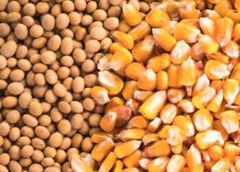 Ngô Và Đậu Nành Bắt Đầu Tuần Trong Sắc Đỏ