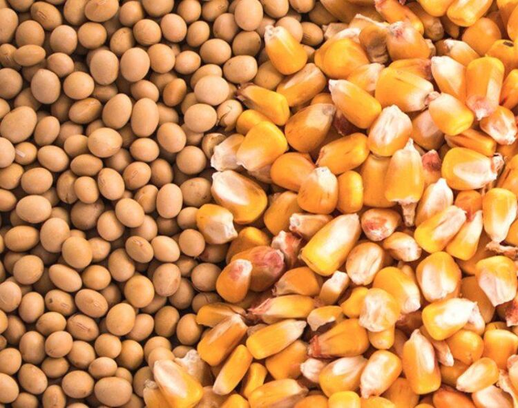 Ngô Và Đậu Nành Bắt Đầu Tuần Trong Sắc Đỏ