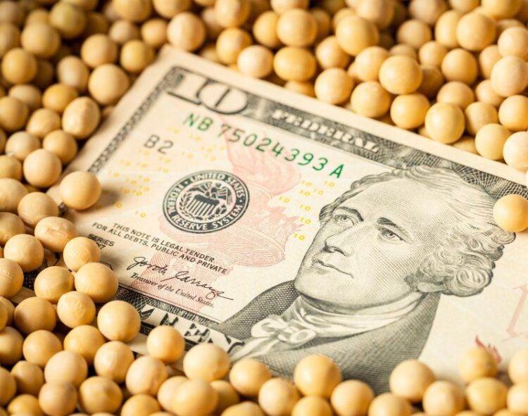 Đậu Nành Tăng 11 Xu