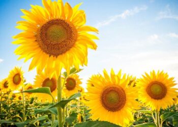 Serbia. Hạn hán sẽ gây ra thiệt hại cực kỳ lớn cho nông dân trong năm nay