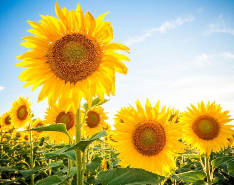 Serbia. Hạn hán sẽ gây ra thiệt hại cực kỳ lớn cho nông dân trong năm nay