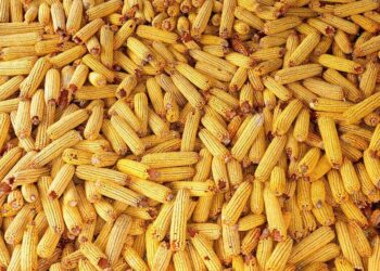 Argentina Là Thị Trường Nhập Khẩu Ngô Hàng Đầu Của Việt Nam