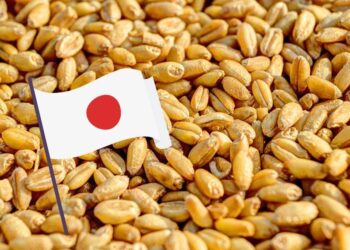 Nhật Bản Chào Mua 81.442 Tấn Lúa Mì Lương Thực Thông Qua Đấu Thầu
