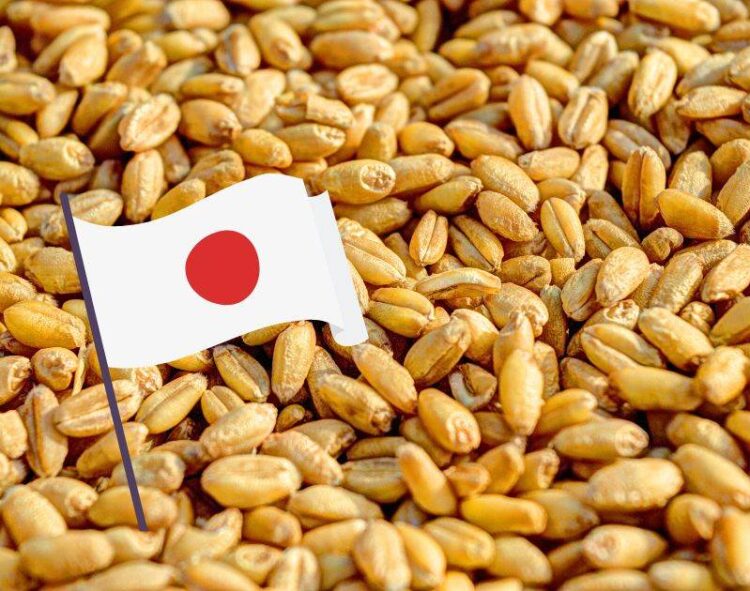 Nhật Bản Chào Mua 81.442 Tấn Lúa Mì Lương Thực Thông Qua Đấu Thầu