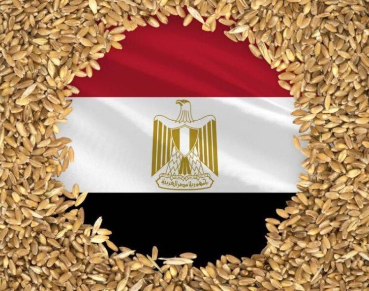 Ai Cập Dự Kiến Tăng Sản Lượng Lúa Mì Trong Năm 2024-25