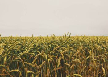 Lúa Mì 100 Năm Tuổi Có Thể Giúp Nuôi Sống Thế Giới