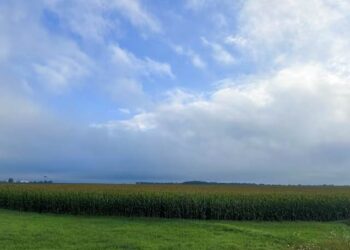 Các Quỹ Điều Chỉnh Cược Giảm Giá Ngô, Đậu Nành Sau Dự Báo Vụ Mùa Bội Thu Của Hoa Kỳ