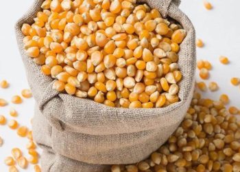 Canada giảm mạnh nhập khẩu ngô từ Hoa Kỳ 