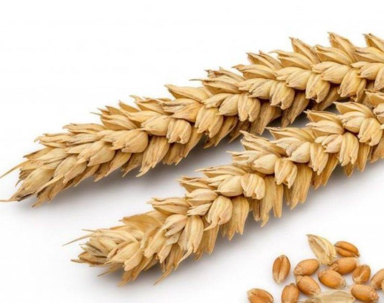 Jordan hủy bỏ đấu thầu mua lúa mì