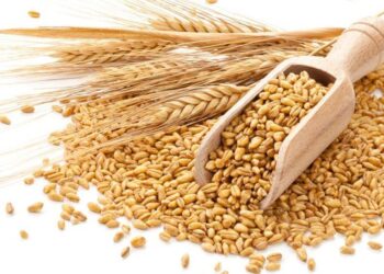 Ai Cập Mua Lúa Mì Nga Qua Thỏa Thuận Tư Nhân