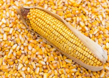 Ukraine Bắt Đầu Thu Hoạch Ngô Và Kỳ Vọng Cho Mùa Vụ 2024/25 