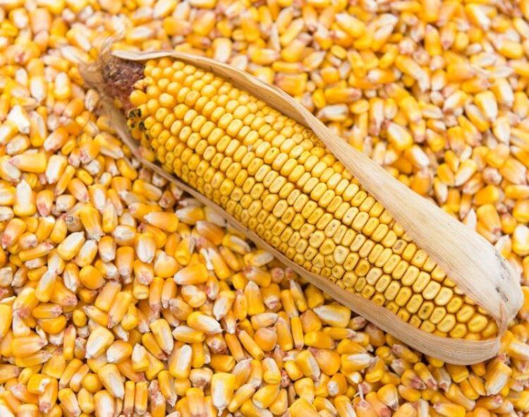 Ukraine Bắt Đầu Thu Hoạch Ngô Và Kỳ Vọng Cho Mùa Vụ 2024/25