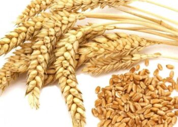 Thái Lan Mua 146 Nghìn Tấn Lúa Mì Thức Ăn Chăn Nuôi Trong Phiên Đấu Thầu