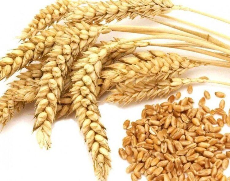 Thái Lan Mua 146 Nghìn Tấn Lúa Mì Thức Ăn Chăn Nuôi Trong Phiên Đấu Thầu