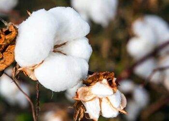 Cảng Darwin Chuẩn Bị Xuất Khẩu Kiện Bông Đầu Tiên