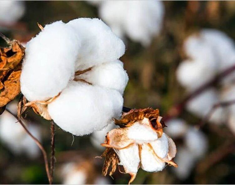 Cảng Darwin Chuẩn Bị Xuất Khẩu Kiện Bông Đầu Tiên