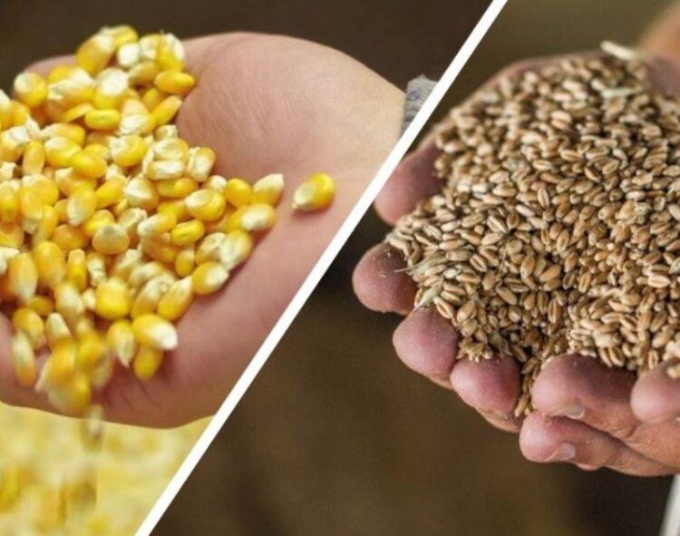 Giá Lúa Mì Làm Thức Ăn Chăn Nuôi Giảm Gây Áp Lực Lên Nhu Cầu Ngô Trong Thị Trường Thức Ăn Gia Súc