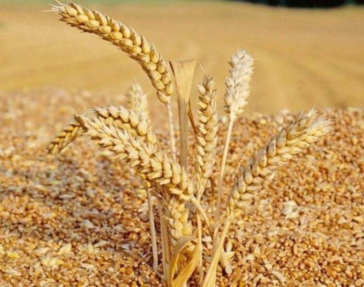 Bắc Phi Tìm Nguồn Cung Lúa Mì Mới Sau Khi Sản Lượng Pháp Giảm Mạnh