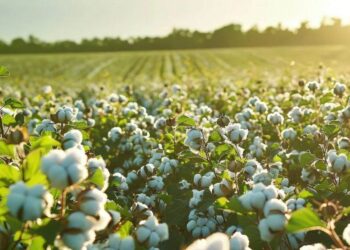 Giá Bông Ice Phục Hồi Giữa Những Lo Ngại Về Tác Động Của Cơn Bão Francine