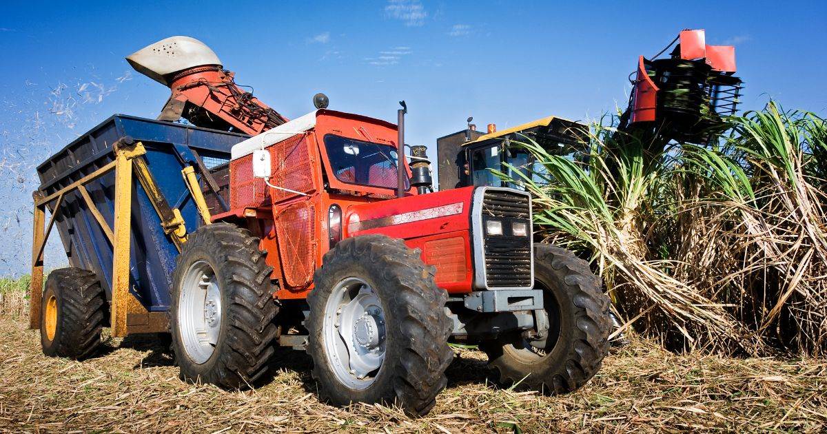 Giá Đường Tăng Mạnh Do Hạn Hán Nghiêm Trọng Ở Brazil